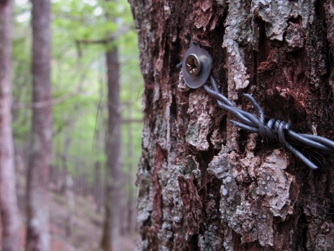 Bear fur caught on barbed wire